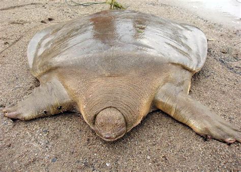 Species Spotlight Asian Giant Softshell Turtle Survival Alliance