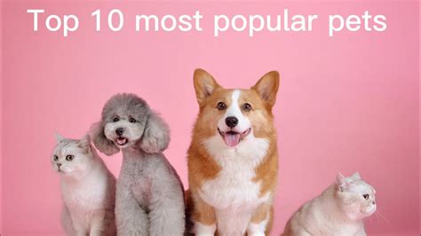 Top 10 Most Popular Pets Youtube