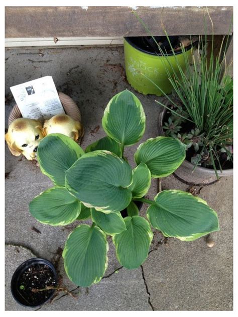 Hosta Identification