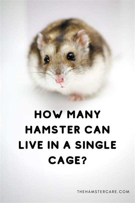 Do Hamsters Get Lonely Can Hamsters Live Together In The Same Cage