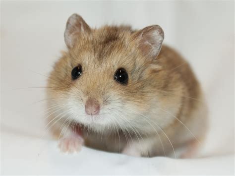 Black Eyed Argente Hamster Black Eyed Argente Campbells D Flickr