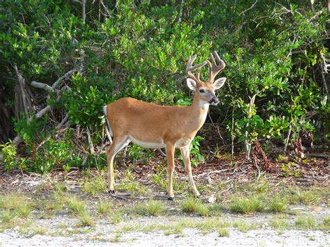 White Tailed Deer Odocoileus Virginianus Idaho Fish And Game