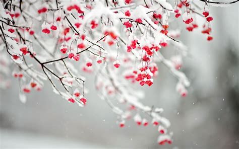 Snow Blossoms Wallpapers Top Free Snow Blossoms Backgrounds