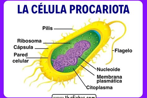 Estructura De La Celula Procariota Abc Fichas