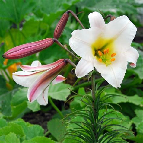 Buy Lily Bulb Lilium Regale Delivery By Waitrose Garden