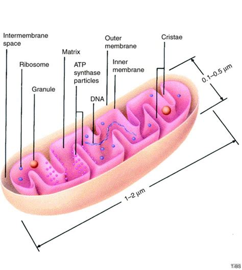 mitochondria label diagram