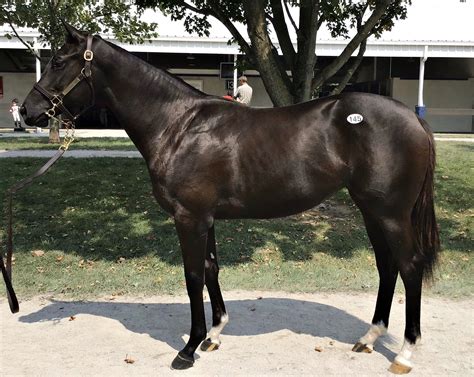 More Than Ready Filly West Point Thoroughbredswest Point Thoroughbreds