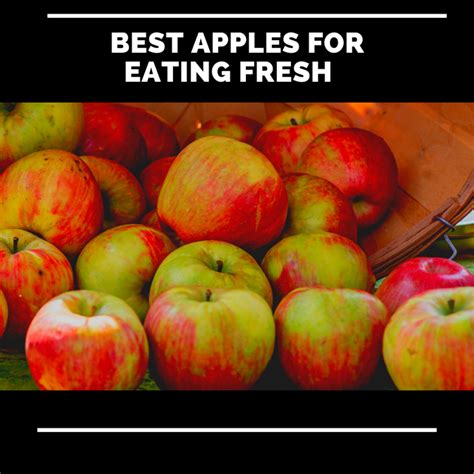 The Best Apples For Eating Fresh Delishably