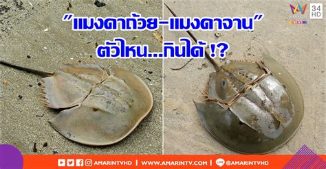 หลังจากมีคนจับแมงดาถ้วยหางกลม นำมาทำยำกินแกล้มเหล้า แต่ถูกพิษเสียชีวิต 1 ราย คือนายอนุสิทธิ์ ภูมิมาโนช อายุ 38 ปี และสาหัส 1 ราย คือ. เทียบความแตกต่าง "แมงดาถ้วย-แมงดาจาน" เพราะมีตัวหนึ่งที่ ...