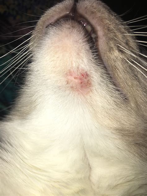 Painful Lump Under Cats Chin Lachelle Sipes