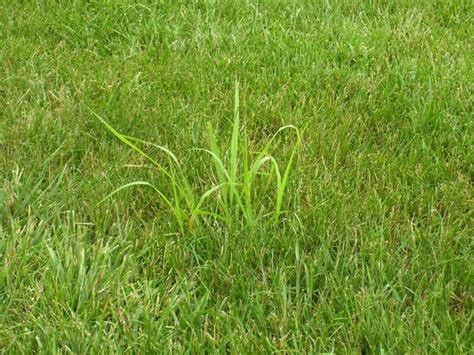 Removing Fieldquack Grass Lawnsite™ Is The Largest And Most Active