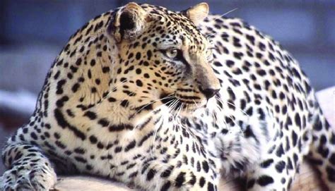 The races known as the barbary, south arabian, anatolian, amur, and sinai leopards are listed as endangered. Arabian leopard | المرسال