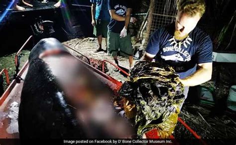 Starving Whale With 40 Kg Of Plastic In Stomach Dies In Philippines