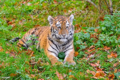 Portrait Of A Royal Bengal Tiger Alert And Staring At The Camera Tiger