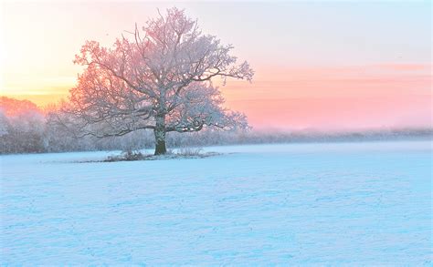Winter Snow Trees Frost Evening Fog Sunset Wallpaper 2048x1266