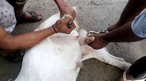 Castration Process For Male Goats Youtube
