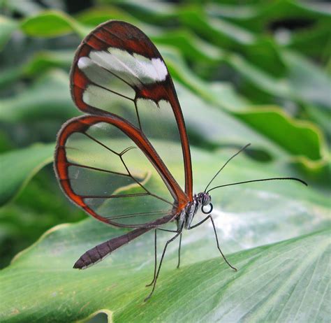 Oh By The Way The Glasswing Butterfly