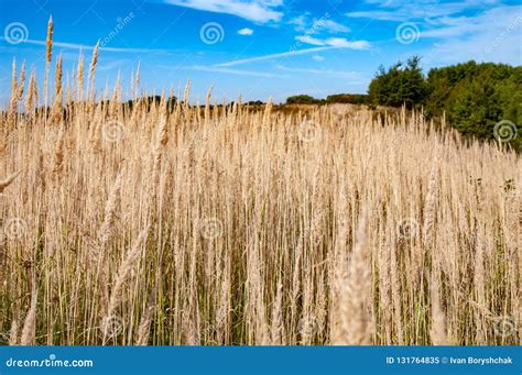 Field With Dried Grass Stock Image Image Of Person 131764835
