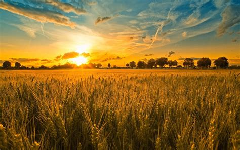 Sunset And Wheat Field Wallpaper Hd Beautiful Desktop