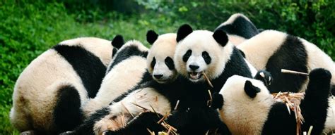 The Giant Panda Is No Longer An Endangered Species Someone Somewhere