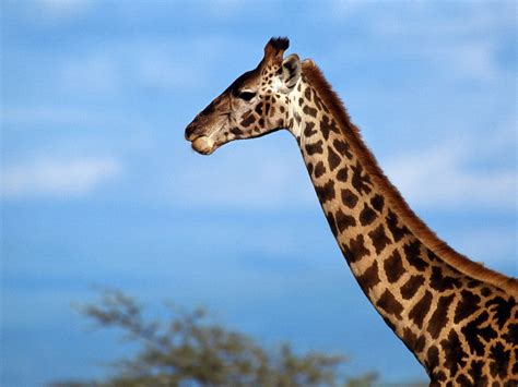 Animal Giraffe Wallpaper