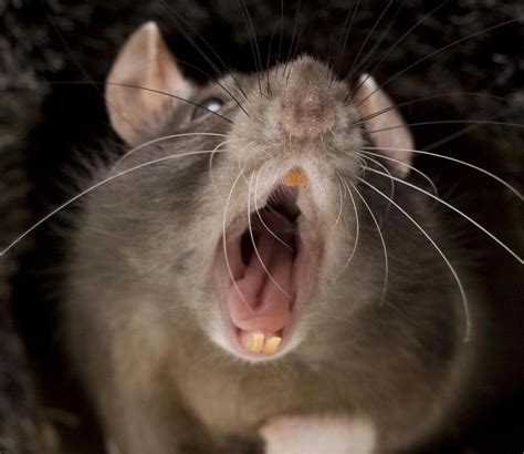 Rats And Pittsburgh Restaurants A Dangerous Situation Garden And