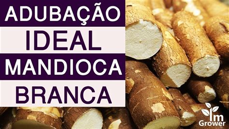 Banho De Folha De Mandioca Para Que Serve