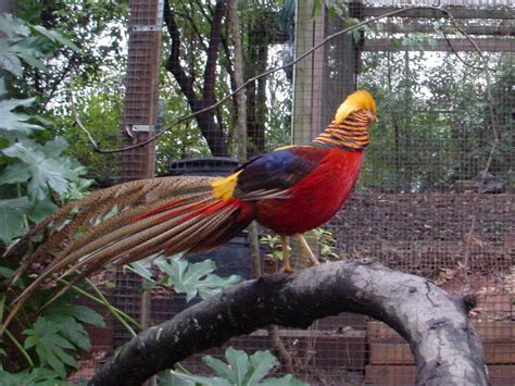The Online Zoo Golden Pheasant