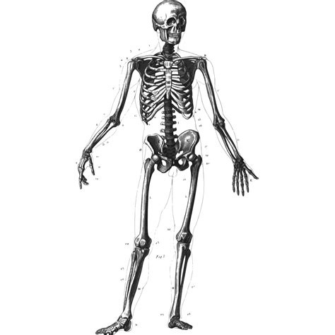 Human Skeleton Transparent Clip Art Library