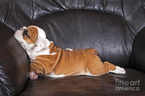 English Bulldog Puppy Relaxing On Black Photograph By Bstefanov Pixels