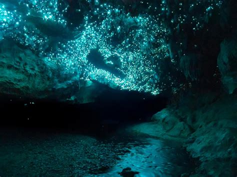 Glow Worms Lighting Up A Cave In New Zealand Natureismetal Glow