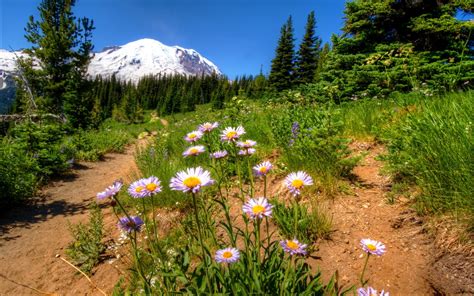 Mountain Wildflowers Desktop Background 496257