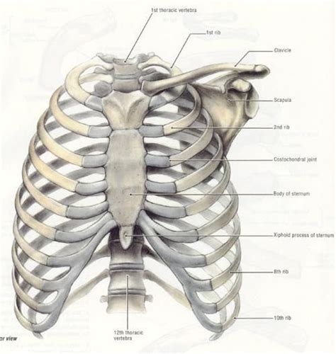 Anatomy Of Body What Under Rib Age Severe Pain On The Right Side Of