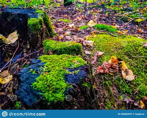 Green Moss On A Tree Stump In The Forest Stock Image Image Of Flower