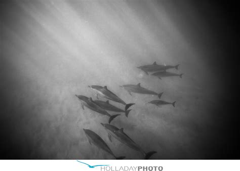 Ami emmerson gets pummeled underwater. SWIMMING WITH THE DOLPHINS : WEST SIDE OAHU HAWAII ...