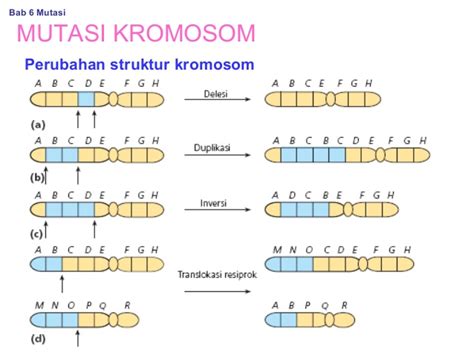 Pengertian Dan Jenis Mutasi Gen Bimbel Sekolah Gambaran