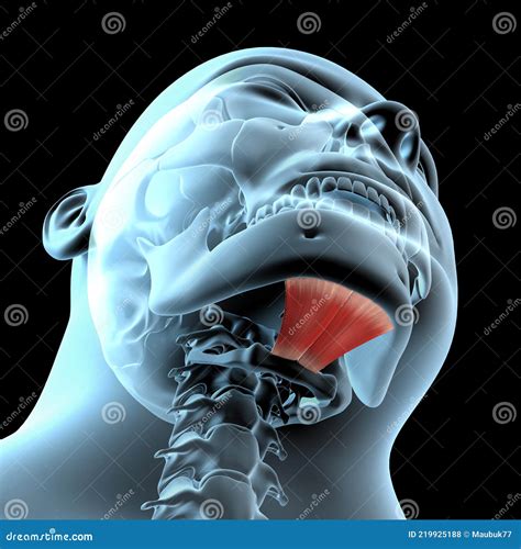 3d Illustration Of Mylohyoid Muscles Anatomical Position On Xray Body