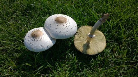 Chlorophyllum Molybdites The Ultimate Mushroom Guide