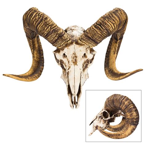 Bighorn Sheep Ram Skull Replica Life Sized Authentic Anatomical