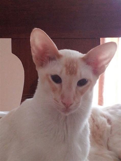 70 Best Flame Point Siamese Cats Images On Pinterest
