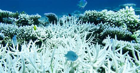 Hard To Swallow Coral Cells Seen Engulfing Algae For First Time