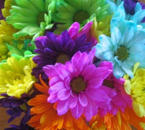 Fiori tipo margherita con quindici petali sottili e lunghi in quattro dimensioni diverse. NATURA CON ANIMA: MARGHERITE COLORATE FIORI VARI E FRASI ...