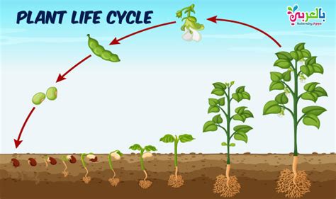Plant Life Cycle Diagram For Kids Science Posters ⋆ بالعربي نتعلم