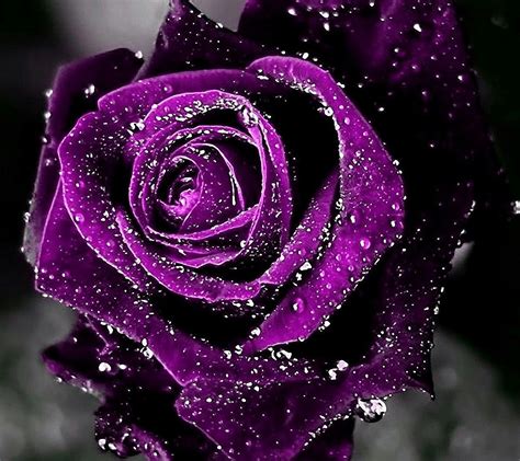 Pin By Cassy Chester On Roses Purple Roses Wallpaper Rose Wallpaper