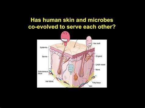 CARTA Unique Features Of Human SkinSkin A Window Into The Evolution