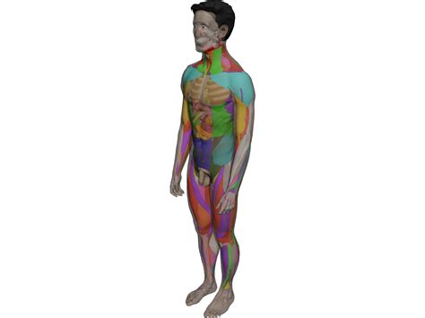Human Male Complete Anatomy 3d Model 3dcadbrowser