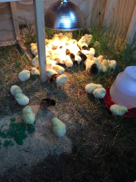 Raising Chickens An Inspiring Way Of Life Two Oaks Farm Talk
