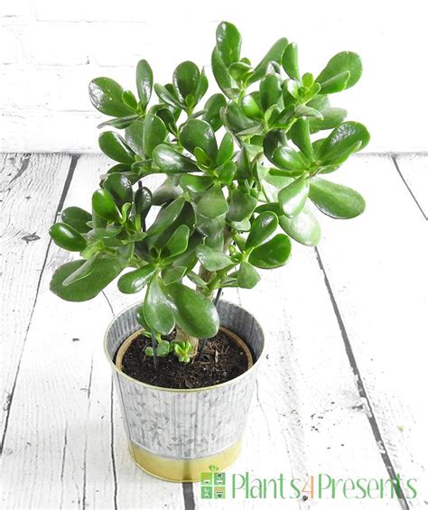 Money Plant Send New Home Or Good Luck Plant Ts