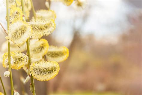 Premium Photo Willow Branch With Yellow Buds In Spring Closeup