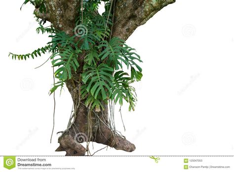 Jungle Tree Trunk With Tropical Foliage Plants Climbing Monster Stock